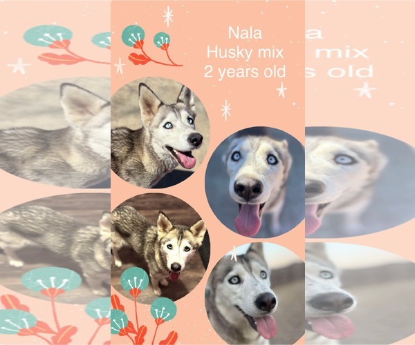 Medium Photo #2 Siberian Husky-Unknown Mix Puppy For Sale in Jacksonville, NC, USA