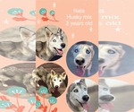 Small #1 Siberian Husky Mix