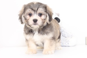 Zuchon Puppy for sale in NAPLES, FL, USA