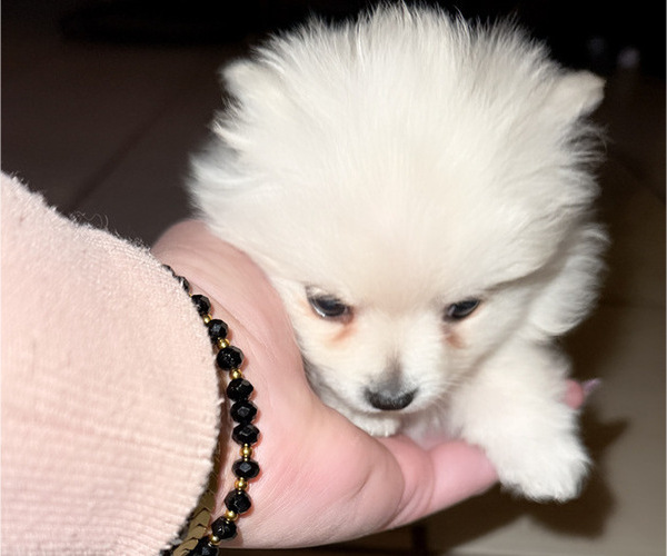 Medium Photo #6 Pomeranian Puppy For Sale in ALBUQUERQUE, NM, USA