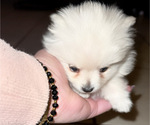 Small Photo #6 Pomeranian Puppy For Sale in ALBUQUERQUE, NM, USA