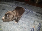 Small Photo #20 American Pit Bull Terrier Puppy For Sale in GRIFFIN, GA, USA