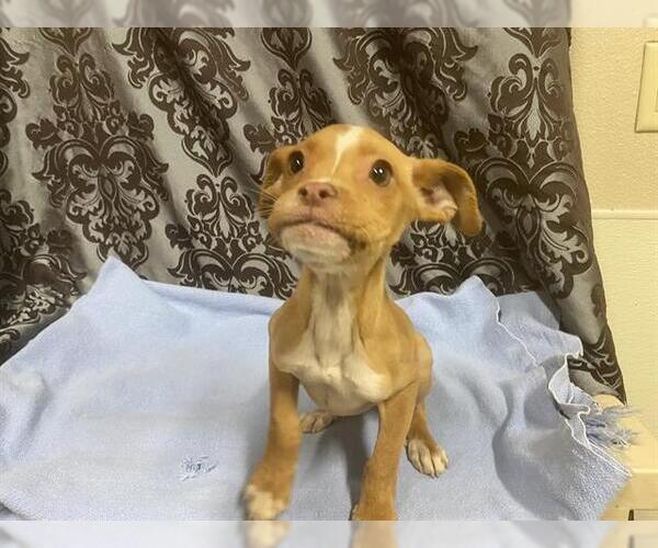 Medium Photo #1 Mutt Puppy For Sale in Modesto, CA, USA