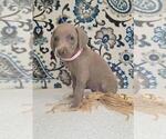 Puppy Diamond Weimaraner