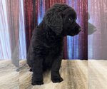 Small Photo #5 Labradoodle Puppy For Sale in Lake Elsinore, CA, USA