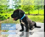 Small Photo #10 Cane Corso Puppy For Sale in MONTPELIER, VA, USA