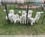 Image preview for Ad Listing. Nickname: Litter of 11