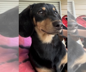 Father of the Dachshund puppies born on 07/31/2026