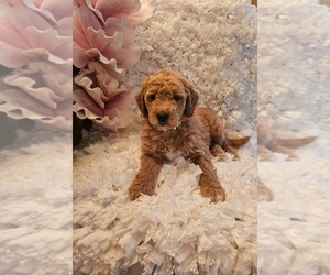 Goldendoodle (Miniature) Puppy for sale in INDIANAPOLIS, IN, USA