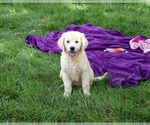 Small Golden Retriever