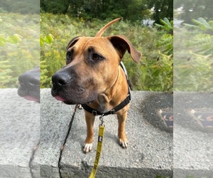 Mastador Dogs for adoption in Middlesex, VT, USA