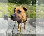 Small Mastador