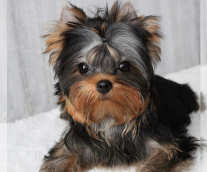Yorkshire Terrier Puppy for sale in ROANOKE, VA, USA