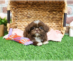 Small #2 Shih Tzu