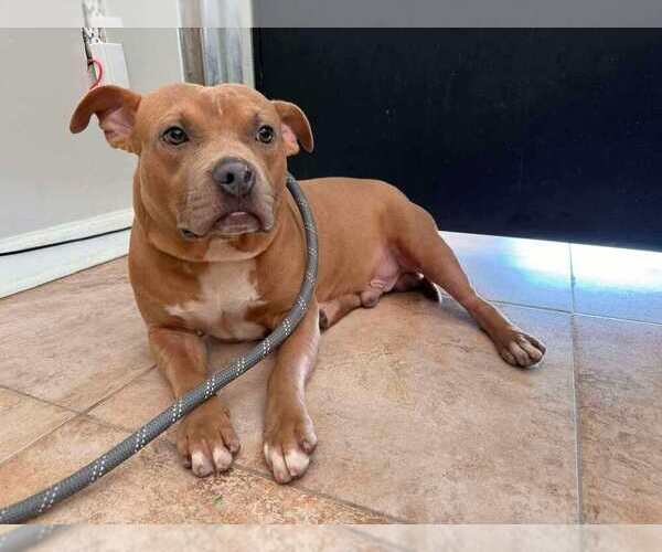 Medium Photo #10 Mutt Puppy For Sale in Abbeville, LA, USA