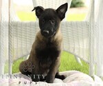 Small Belgian Malinois