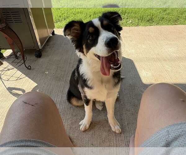 Medium Photo #1 Australian Shepherd Puppy For Sale in Dallas, TX, USA