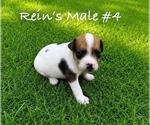 Small Photo #11 Jack Russell Terrier Puppy For Sale in KINGSVILLE, MO, USA