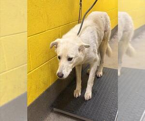 German Shepherd Dog Dogs for adoption in Forestville, MD, USA