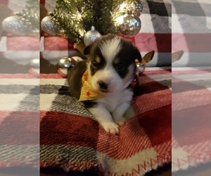 Pembroke Welsh Corgi Puppy for sale in RICHLAND, MO, USA