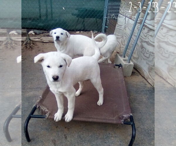 Medium Photo #14 Mutt Puppy For Sale in Apple Valley, CA, USA