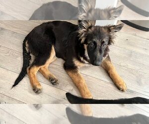 German Shepherd Dog Puppy for sale in VAN NUYS, CA, USA