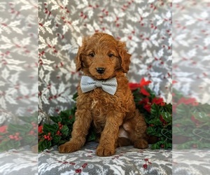 Goldendoodle (Miniature) Puppy for sale in KIRKWOOD, PA, USA