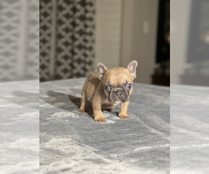 French Bulldog Puppy for sale in HOUSTON, TX, USA