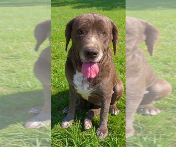 Medium Photo #3 Mutt Puppy For Sale in San Diego, CA, USA