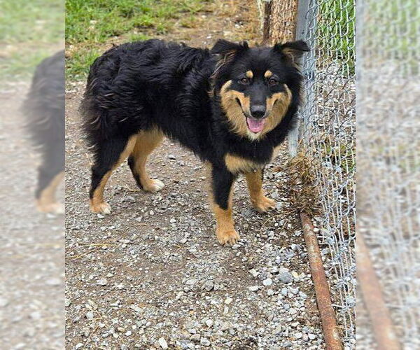 Medium Photo #1 Australian Shepherd Puppy For Sale in Crandall, GA, USA