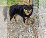 Small Australian Shepherd
