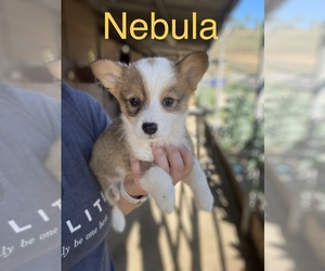 Pembroke Welsh Corgi Puppy for sale in NORCO, CA, USA