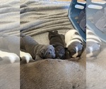 Small #10 Chinese Shar-Pei