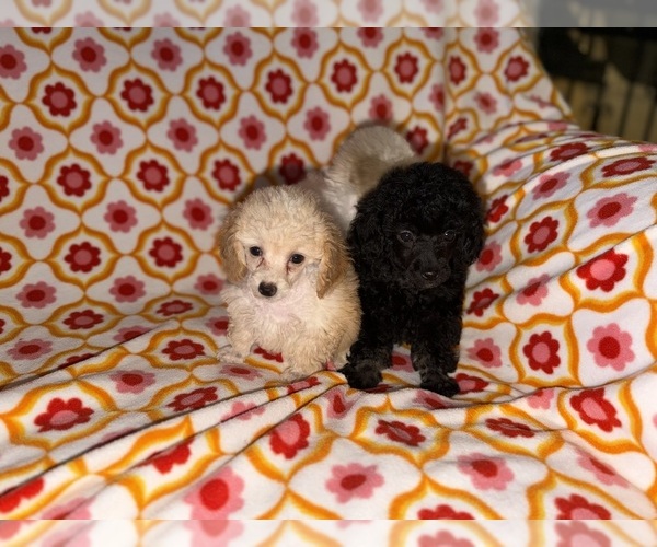 Medium Photo #6 Poodle (Toy) Puppy For Sale in DETROIT, MI, USA