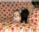 Litter of 3 - Female Poodle (Toy)Litter of Puppies for Sale - Photo #6