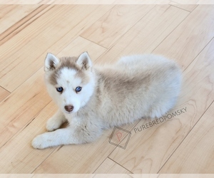Pomsky Puppy for sale in KANSAS CITY, MO, USA