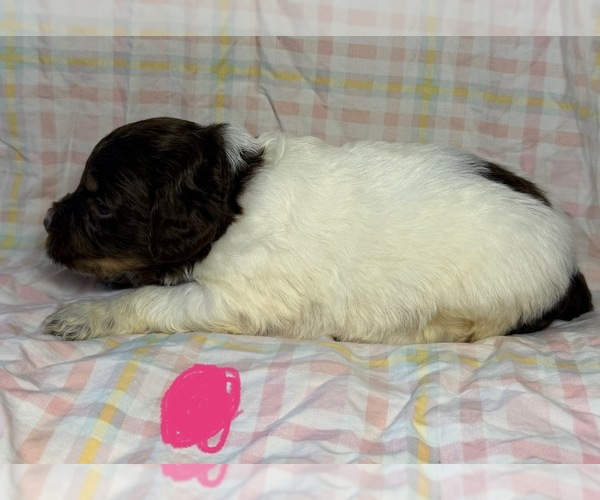 Medium Photo #5 Goldendoodle Puppy For Sale in WOODLEAF, NC, USA