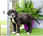 Small Photo #131 Great Dane Puppy For Sale in WAKARUSA, IN, USA