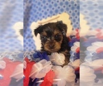 Small #10 Yorkshire Terrier