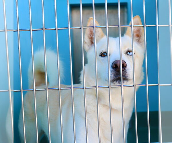 Medium Photo #1 Siberian Husky Puppy For Sale in Pasadena, CA, USA