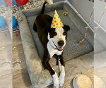 Small #13 American Bulldog-Labrador Retriever Mix