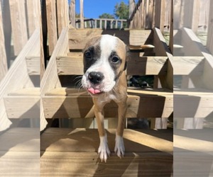 Mutt Dogs for adoption in Holly Springs, NC, USA