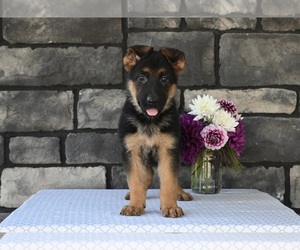 German Shepherd Dog Puppy for sale in MILLERSBURG, OH, USA
