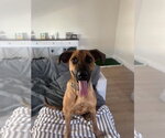 Small #2 German Shepherd Dog Mix