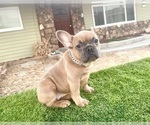 Small Photo #3 French Bulldog Puppy For Sale in SAN FRANCISCO, CA, USA