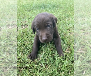 Great Pyredane Puppy for sale in ANDALUSIA, AL, USA