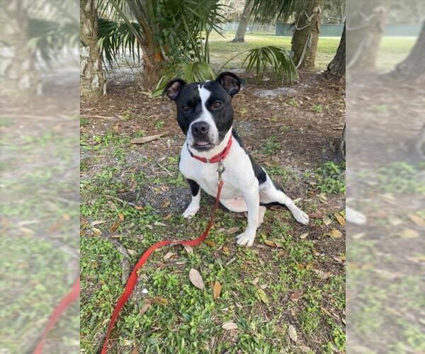 Medium Photo #1 American Pit Bull Terrier Puppy For Sale in Vero Beach, FL, USA