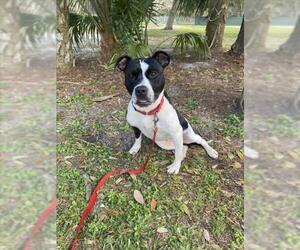 American Pit Bull Terrier Dogs for adoption in Vero Beach, FL, USA