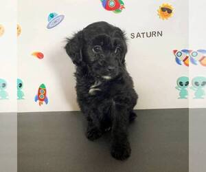 Aussiedoodle Miniature  Puppy for sale in JOHNSTOWN, NE, USA