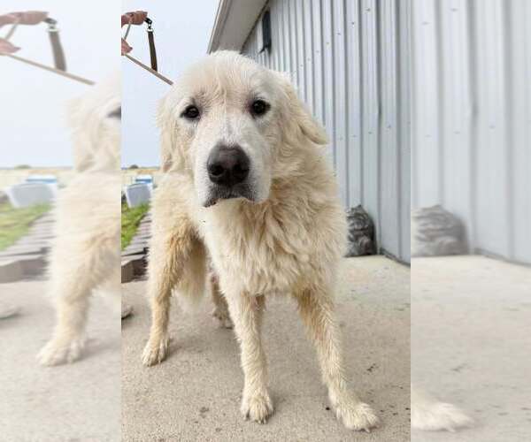 Medium Photo #1 Great Pyrenees Puppy For Sale in Evansville, IN, USA